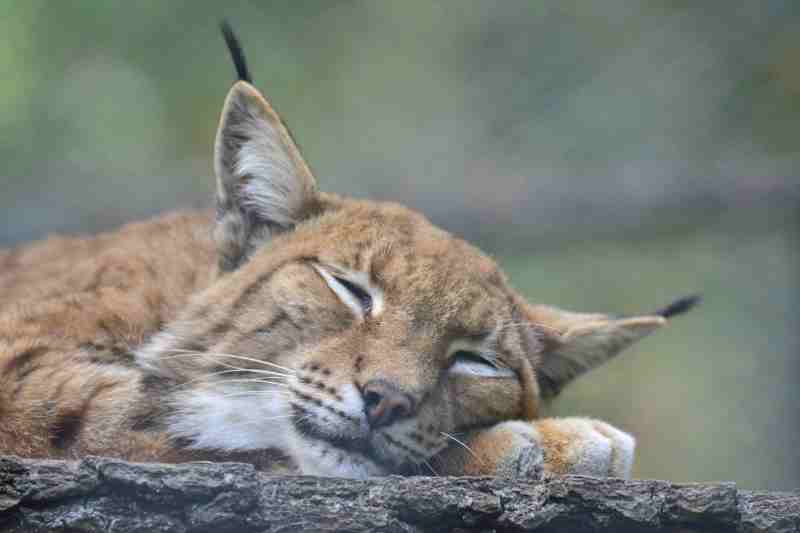 DFH_Gechillter Luchs.JPG